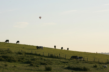 Balloon flying over a hill with cows in a field